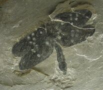 Homaloneura, a palaeodictyopteran insect which have two winglets on thorax in addition to four wings.