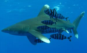 Oceanic Whitetip Shark (cropped).jpg